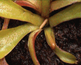 Venus Flytrap growing