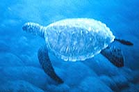 Sea turtle small.jpg
