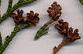 Seed thuja.JPG