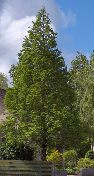 322px-Metasequoia glyptostroboides.jpeg