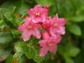 Rhododendron repens