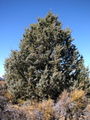 Western juniper (J. occidentalis) Genus: Juniperus