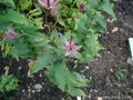 Toadlily (T. hirta) Genus: Tricyrtis