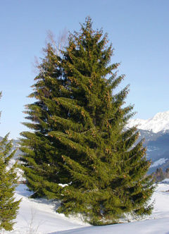 Spruce.jpg