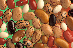 Phaseolus vulgaris seed.jpg