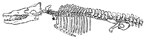 Rodhocetus.gif