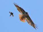 Hunting behavior