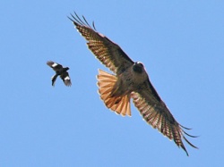 Redtailedhawk.jpg