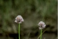 Onion (Allium cepa) Order: Liliales