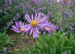 Aster-alpinus.jpg