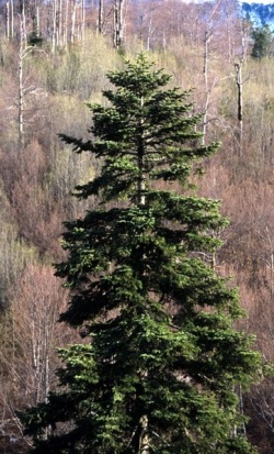 Abies alba Orjen.jpg