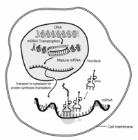 Mrna.gif