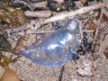 Bluebottle