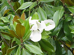 Magnolia grandiflora.jpg