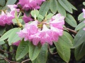 Rhododendron adenogynum