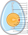 Thumbnail for version as of 03:27, 15 March 2006