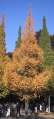 Ginkgo tree