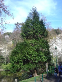 Western red cedar.jpg