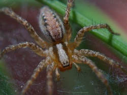 Spider 1 big.jpg