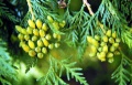 Thuja occidentalis cones