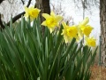 Daffodil Class: Liliopsida