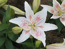 Glio Lily1.jpg
