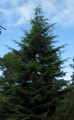 368px-Tsuga heterophylla1tree.jpg