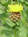 Centaurea macrocephala