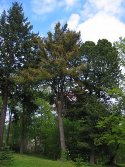 Pines.jpg