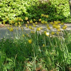 Tulipa-sylvestris.jpg