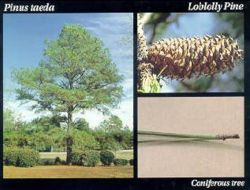 Loblolly pine.JPG