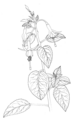 Thumbnail for version as of 19:55, 30 March 2006