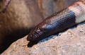 Thumbnail for version as of 03:16, 10 June 2006