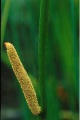 Sweetflag (Acorus americanus) Order: Arales