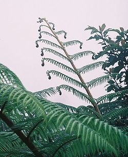 488px-Oaxaca fern.jpg