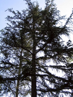 Cedrus deodar.jpg