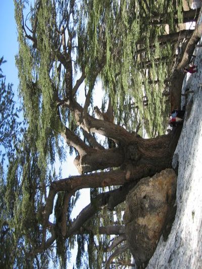 File:Libanonzeder.jpg