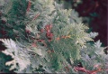 Thuja occidentalis branch.jpg