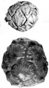 Seeds of a Bald Cypress