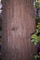 Thuja tree bark.jpg