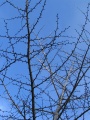 bare tree