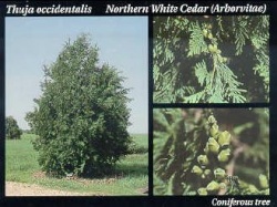 Northern white cedar.JPG