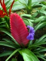 Pink Quill (T. cyanea) Genus: Tillandsia