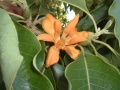 Champaca (Michelia champaca) Family: Magnoliaceae