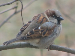 Passer domesticus.jpg