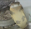 Thumbnail for version as of 21:31, 10 February 2006