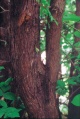 Thuja occidentalis trunk.jpg