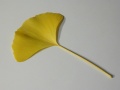 leaf of a ginkgo