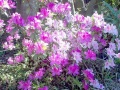 Unpruned azalea in bloom