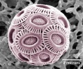 Emiliania huxleyi, a coccolithophore.